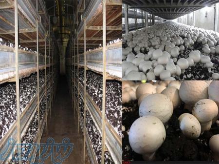 کاربرد ساندویچ پانل در سالن پرورش قارچ 