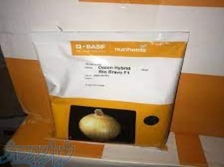 بذر پیاز زرد ریوبراوو نانهمز 