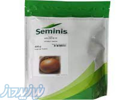 بذر پیاز زرد گلدن آی سمینیس آمریکا 