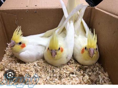 پت شاپ ایران پرنده 