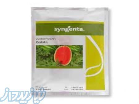 بذر هندوانه گالاتا 