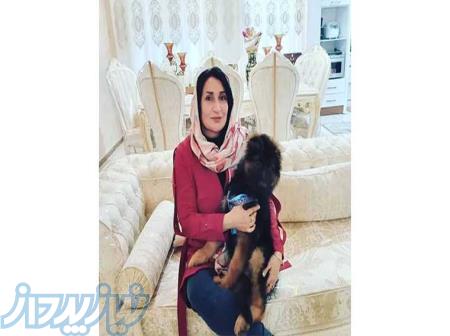 آموزش سگ در آستارا 