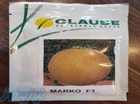 خرید بذر خربزه گالیا مارکو 