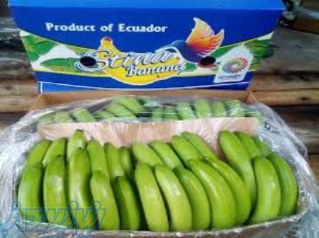 ثبت سفارش موز اکوادور تخصیص آماده