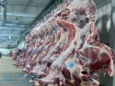 گوشت گوساله و گوشت گوسفندی کشتار روز 