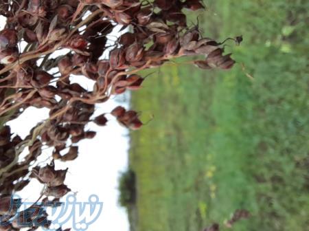 عکاس و فیلمبردارم 