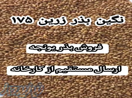 فروش بذر یونجه به صورت ارسال مستقیم از کارخانه 