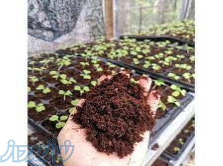 واردات و فروش کوکوپیت سریلانکایی 