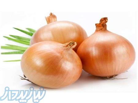 فروش بذر پیاز گالیسیا 