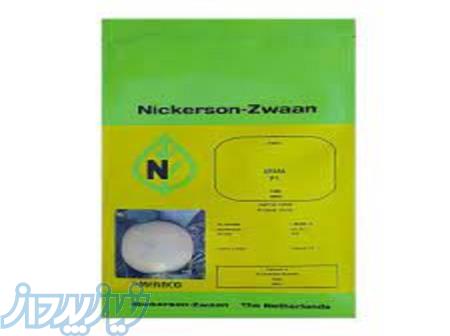 بذر خربزه آریانا 