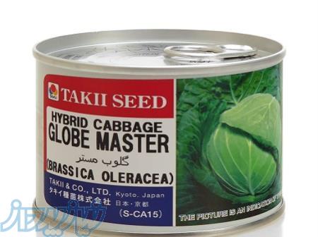 بذر کلم پیچ (برگ) سفید گلوب مستر تاکی سیدز 