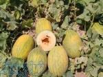 بذر ملون آناناس 1008 (INX 1008) اینفینیتی سیدز 