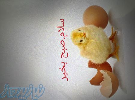 فروش جوجه یک روزه 