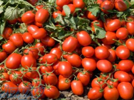 فروش بذر گوجه نرو کیبان 