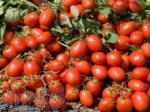 فروش بذر گوجه نرو کیبان 