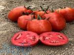 توزیع بذر گوجه فرنگی نرو کیبان 