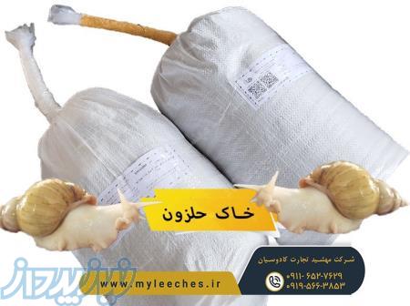 بهترین خاک برای انواع حلزون آچاتینا البینو