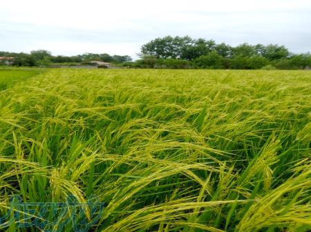 فروش شالیزار مکانیزه(مزرعه) 