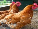 فروش مرغ بومی تخمگذار اصلاح نژاد شده یکروزه 