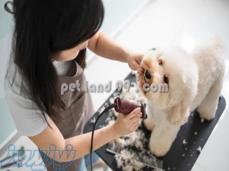 آموزشگاه آرایش سگ 