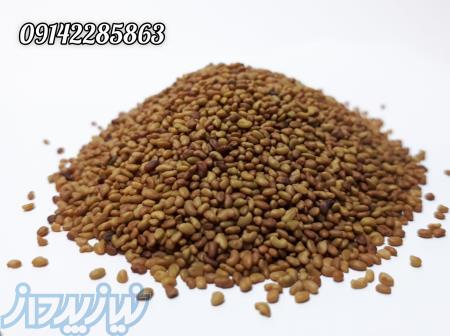 فروش بذر یونجه مایا 