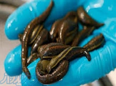 آموزش زالو درمانی به صورت تخصصی