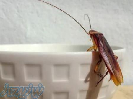 سمپاشی سوسک در کرج 