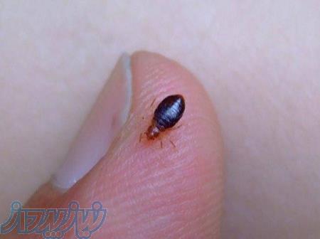 سمپاشی ساس در کرج 