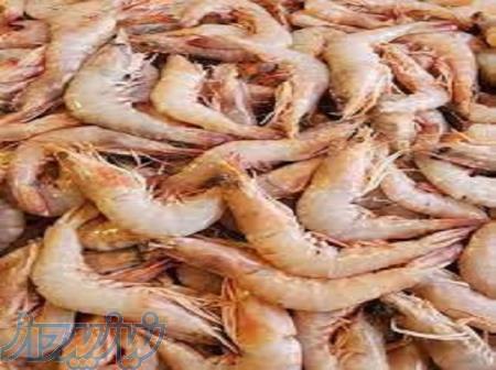 آموزش پرورش میگو به صورت تخصصی 