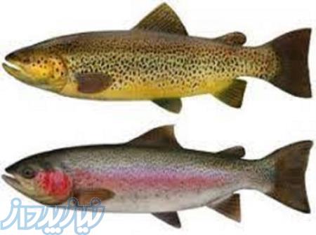 آموزش پرورش قزل به صورت تخصصی 