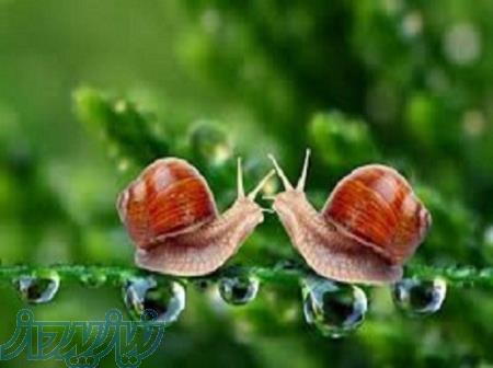 آموزش پرورش حلزون 