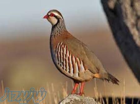 آموزش پرورش بلدرچین 