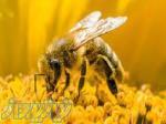 آموزش پرورش زنبور عسل به صورت تخصصی 