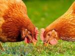 آموزش پرورش مرغ گوشتی به صورت تخصصی 