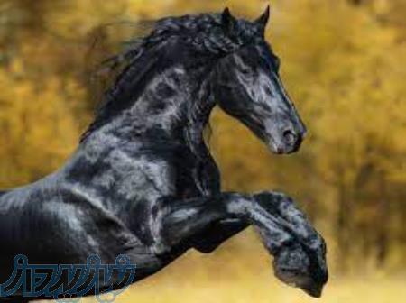 آموزش پرورش اسب به صورت تخصصی 