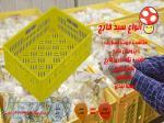 سبد قارچ