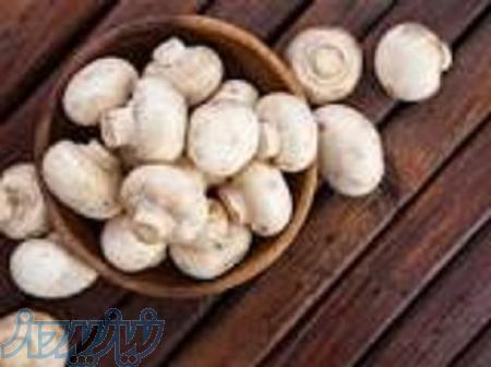 آموزش  پرورش قارچ  به صورت تخصصی 