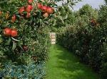 آموزش احداث باغات میوه صورت تخصصی 