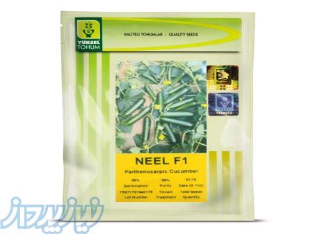 فروش بهترین بذر خیار نیل (NEEL F1) 