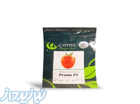فروش بذر گوجه پرادو (Prado F1) 