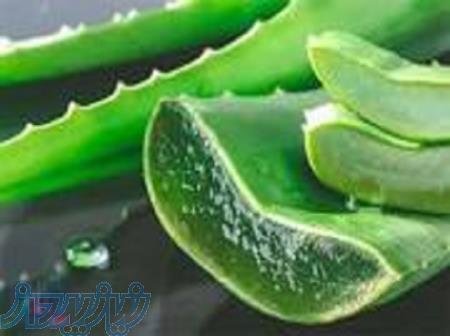 آموزش پرورش آلوئه ورا 