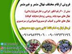 خرید نهال میوه اصلاح شده
