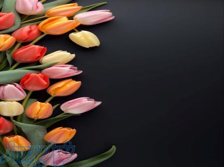 فروش یک باب قبر 