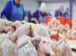 شرکت سپنتا پروتئین البرز  پخش مرغ وگوشت 