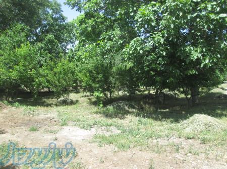 باغچه لم آباد (شهرستان ملارد)