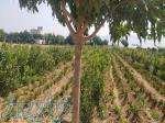 5500 متر زمین پسته کاری شده 