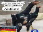 اوشامو آلمانی واساکایی ژاپنی شش و هفت دنگ