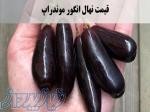 فروش انواع نهال انگور ایرانی و خارجی 