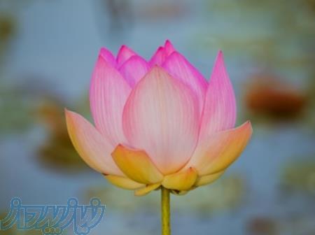 رشد شخصیت فردی(هوش عاطفی): متون علمی-فلسفی نوین در دسترس عموم 