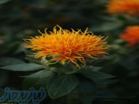 رنگ خوراکی طبیعی کارتاموس : زیبایی و طعم در هر جرعه! 